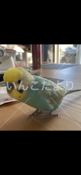 迷い鳥の写真