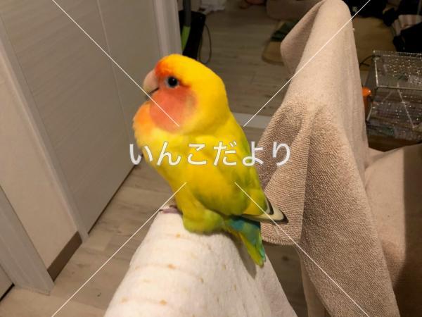 迷い鳥の写真