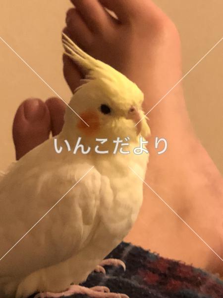 迷い鳥の写真