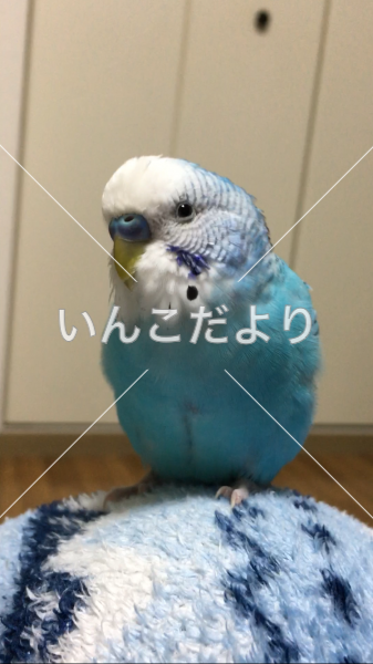 迷い鳥の写真
