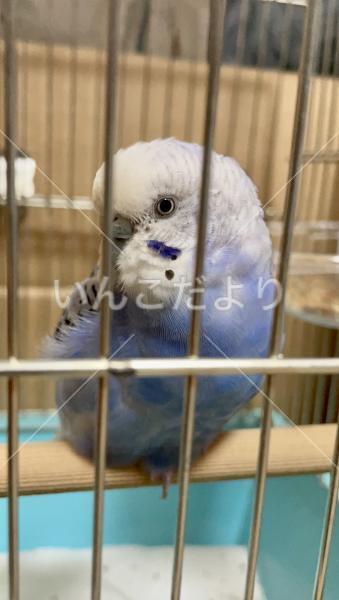 保護鳥の写真