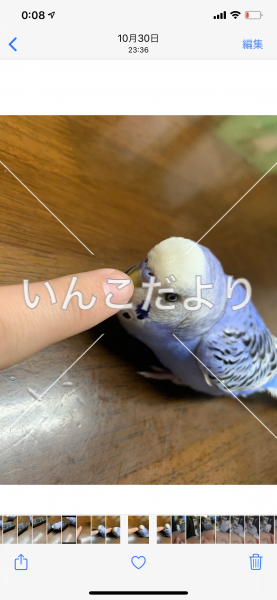 迷い鳥の写真