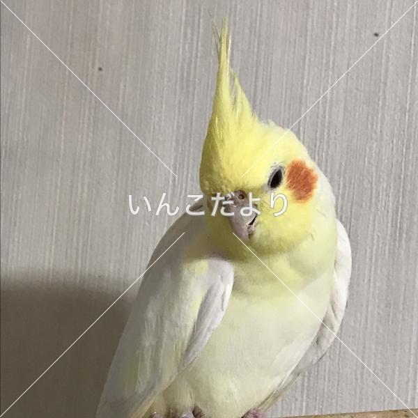 迷い鳥の写真