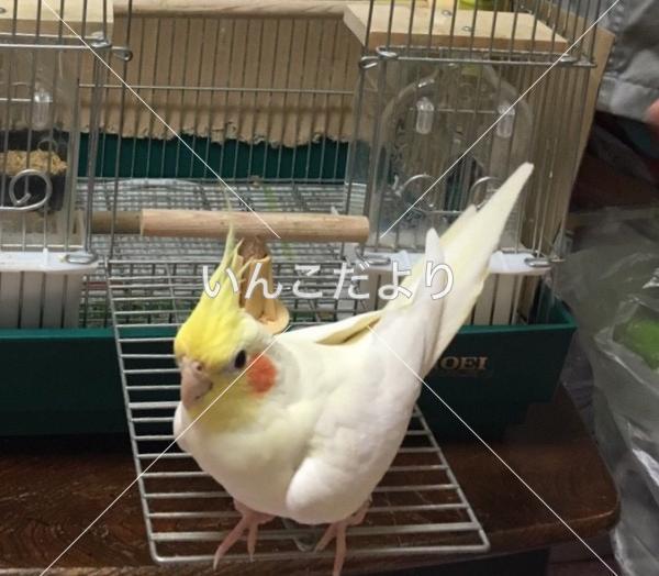 迷い鳥の写真