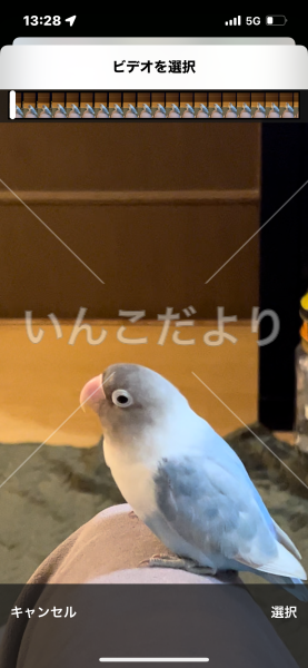 迷い鳥の写真