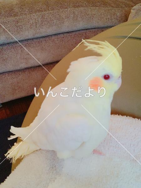 迷い鳥の写真