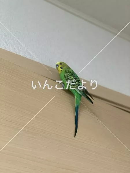 迷い鳥の写真