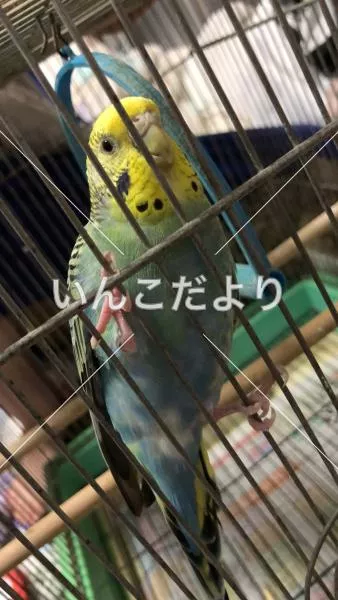 保護鳥の写真