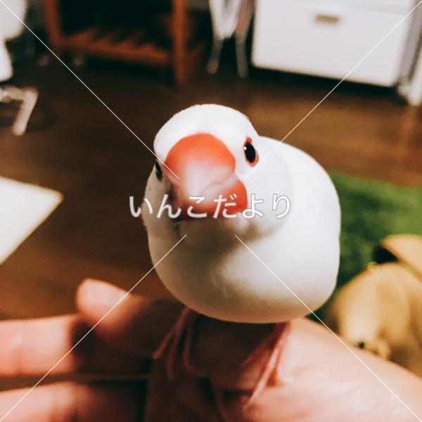 迷い鳥の写真
