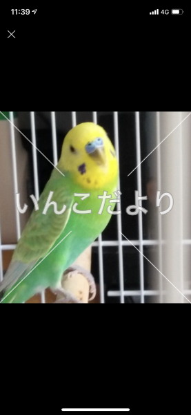 迷い鳥の写真
