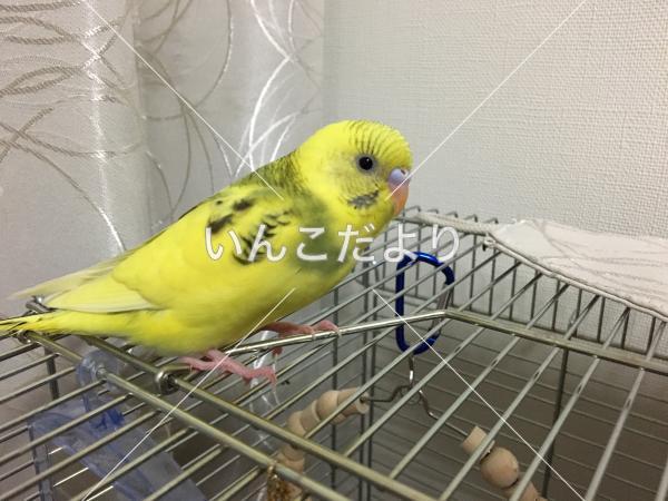 迷い鳥の写真