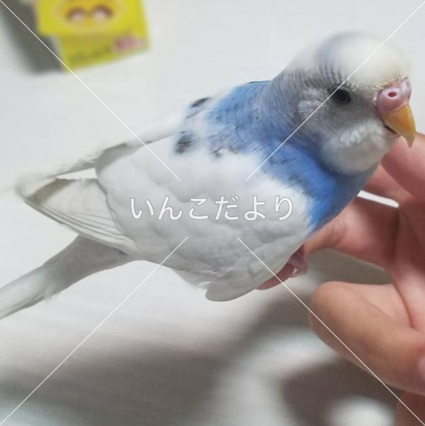 保護鳥の写真