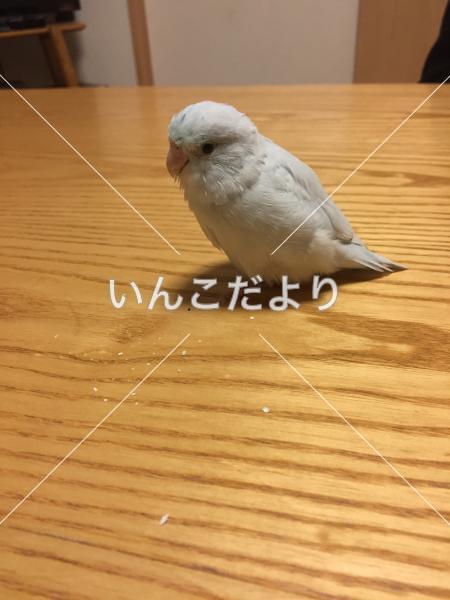迷い鳥の写真