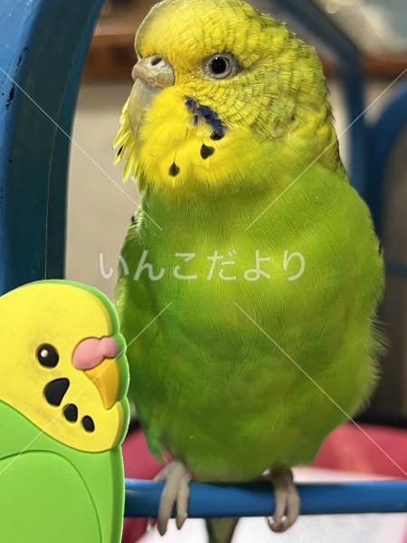 迷い鳥の写真