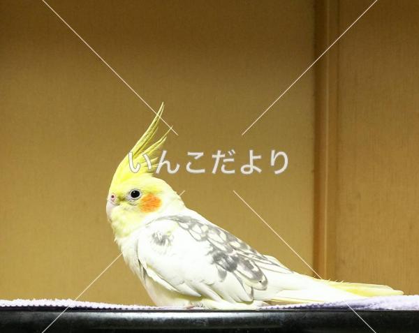 迷い鳥の写真