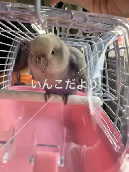保護鳥の写真