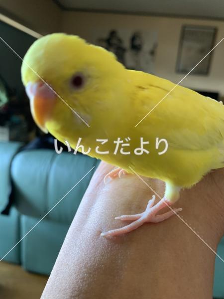 迷い鳥の写真