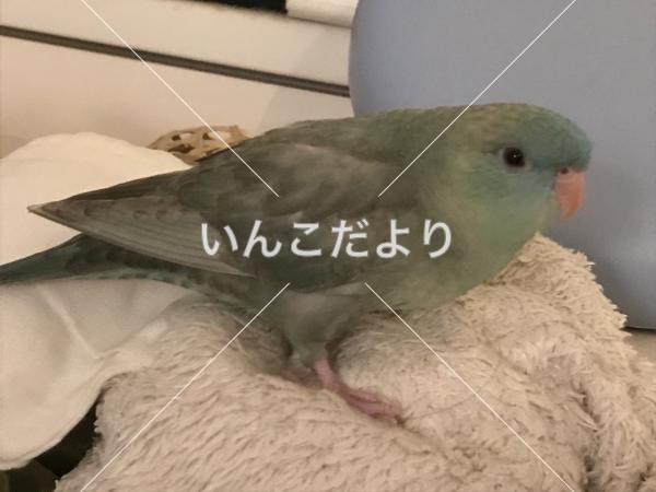 迷い鳥の写真