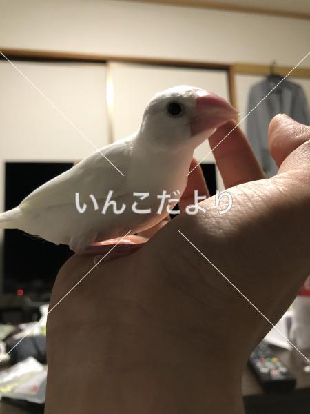 迷い鳥の写真