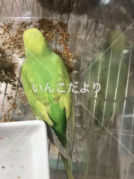 保護鳥の写真