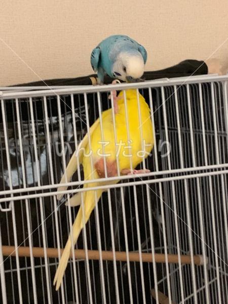 迷い鳥の写真