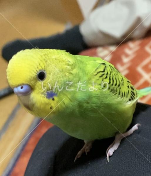 迷い鳥の写真