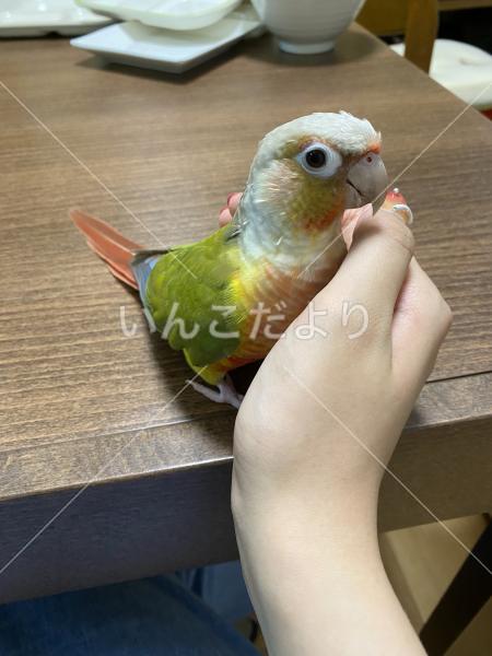 迷い鳥の写真