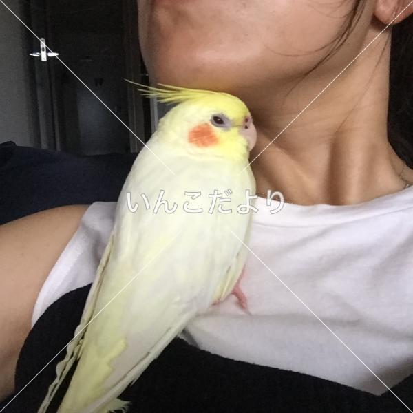 迷い鳥の写真