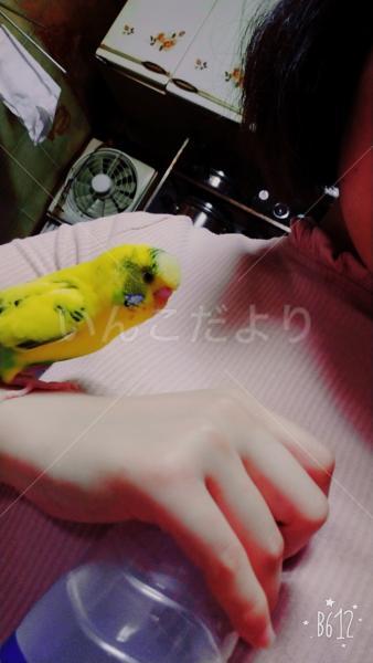 迷い鳥の写真