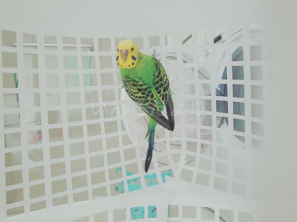 保護鳥の写真