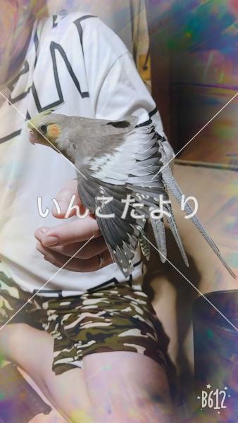 迷い鳥の写真