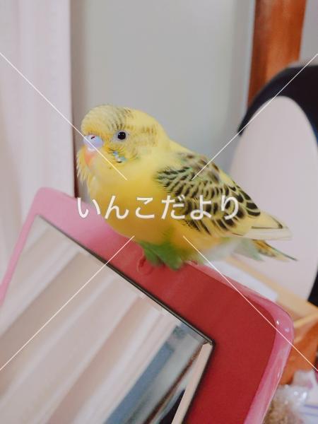迷い鳥の写真