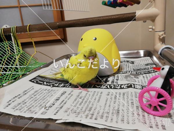迷い鳥の写真