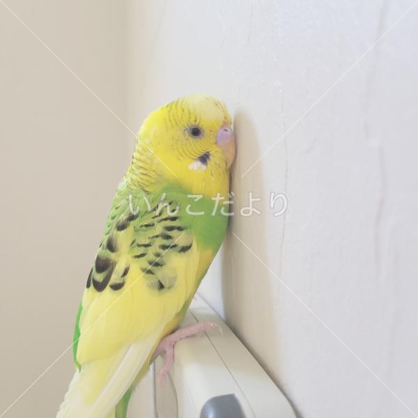 迷い鳥の写真
