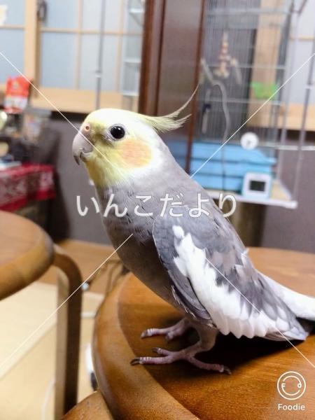 迷い鳥の写真