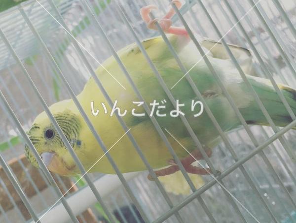 迷い鳥の写真