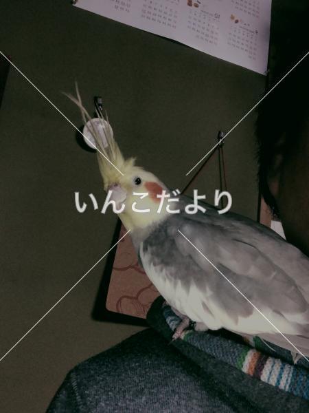 迷い鳥の写真