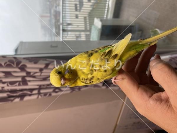 迷い鳥の写真