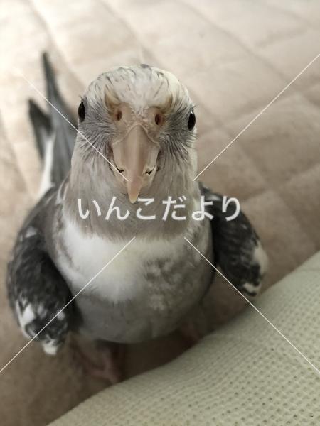 迷い鳥の写真