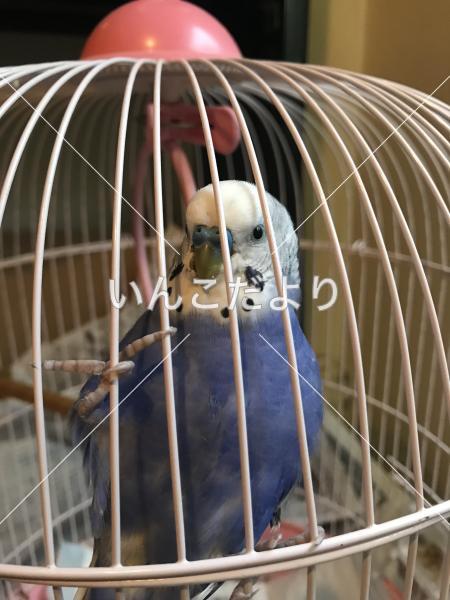 迷い鳥の写真