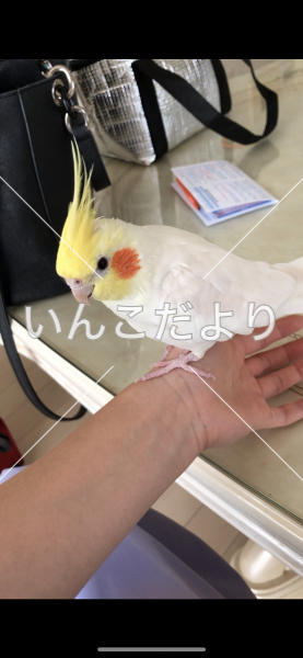 迷い鳥の写真