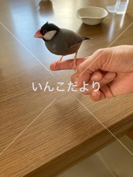 迷い鳥の写真