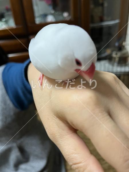 迷い鳥の写真