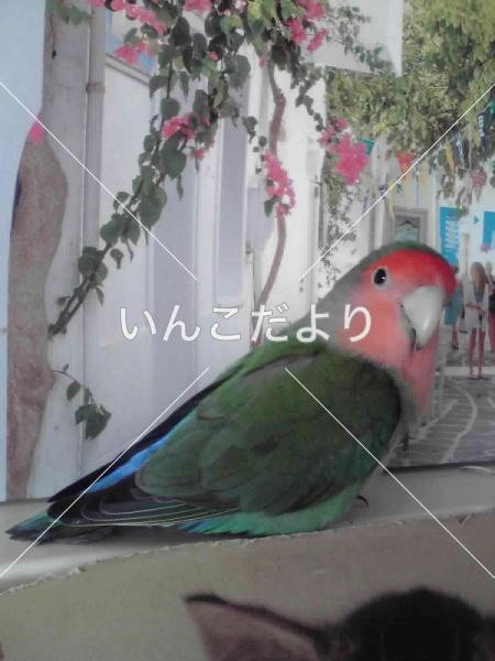 迷い鳥の写真