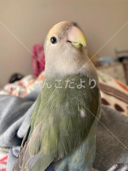 迷い鳥の写真