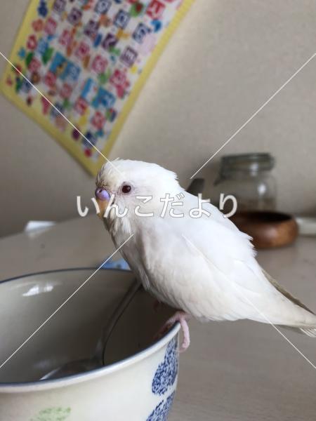 迷い鳥の写真