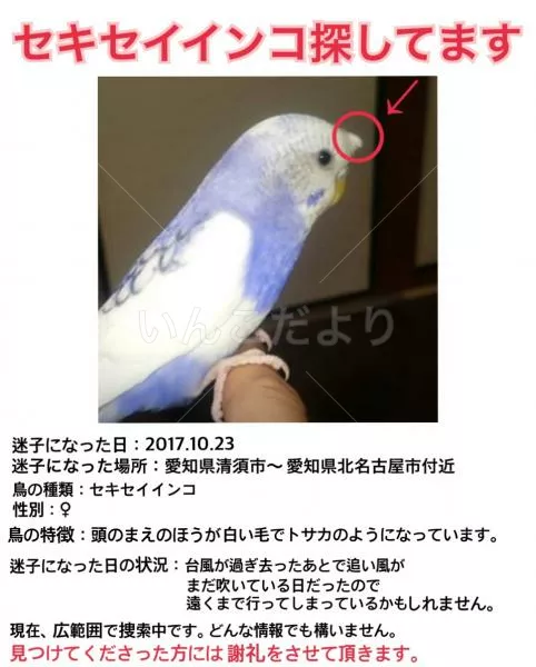 迷い鳥の写真