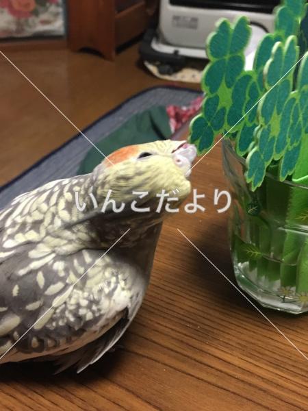 迷い鳥の写真
