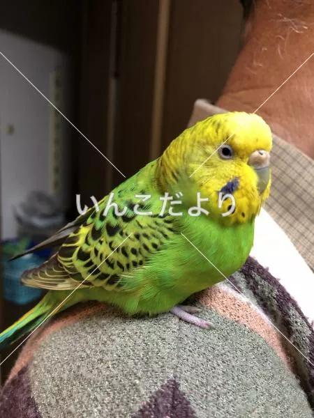保護鳥の写真