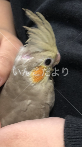 迷い鳥の写真